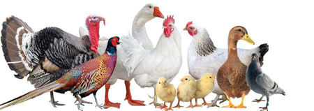 Picture for category Poultry