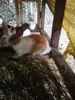 Picture of Rabbits for sale முயல் விற்பனைக்கு