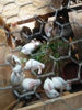 Picture of Rabbits for sale முயல் விற்பனைக்கு